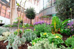 Urban Roof-Top-Farming