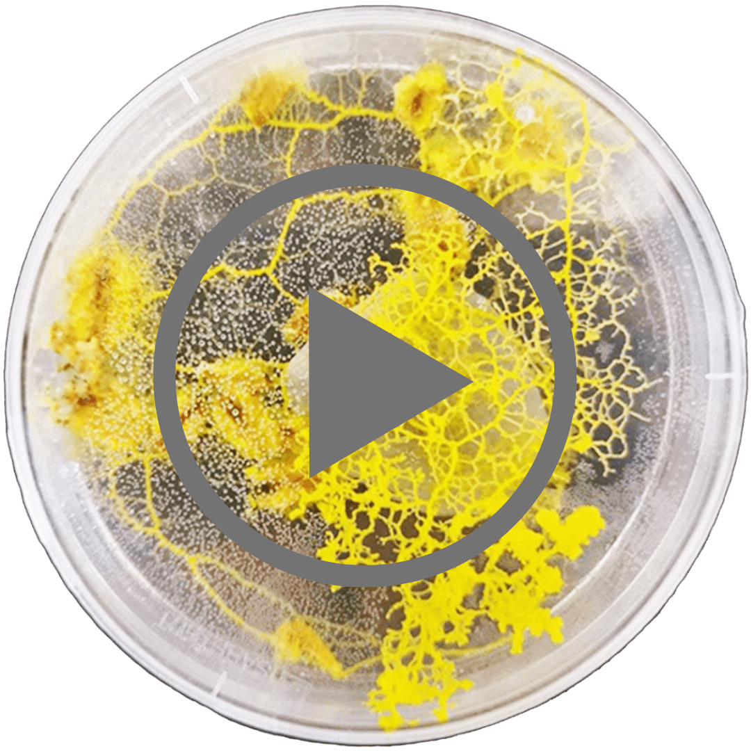 Slime Mold_Green Utopia 2026_Screenshots of Video Shorts (c) Green Tech Valley